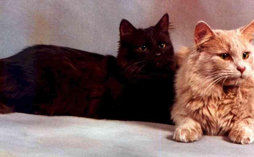 Welcome to the Chantilly/Tiffany Cat&nbsp;Project